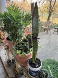 kalanxoye bitkisi: Her kimete var Otaq və balkon üçün dekorativ bitkilər kolleksiyası - — 27