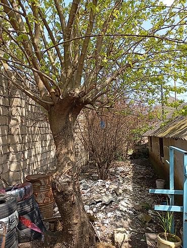 mestagada ev: Tikinti, Kupça (Çıxarış) — 3