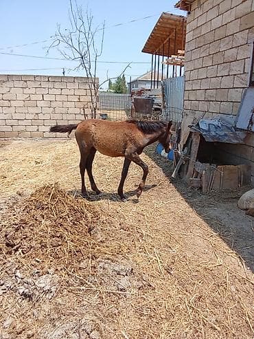 heyvanlara verilen adlar: 310 m son qiymətdir dayça saatlıdadır dişidi — 3