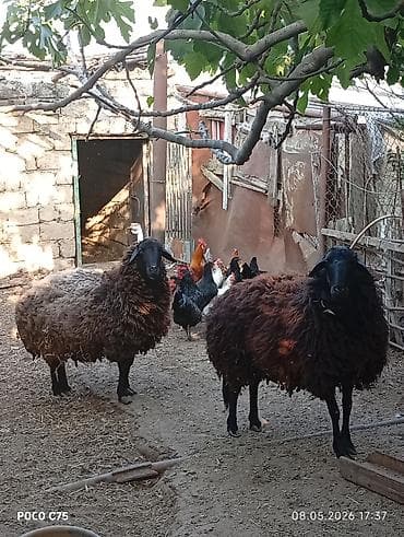 bogaz qoyun: Qarabaş (yerli) qoyunlar – ana damazlıq üçün - Cins/type: qarabaş — 4