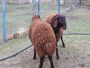 Eşşəklər: Quzu, Erkək, Qala, ay: 1, Damazlıq — 9