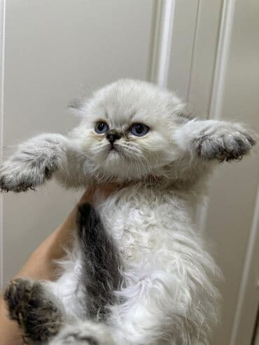 сколько стоит британский котёнок: Британская, Самка — 7