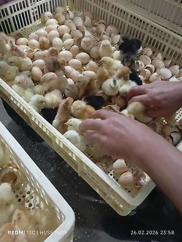 cuce satiwi: 15 günlük süper lider cucesi vaxsinadiyalari verilib Saba lasota — 7