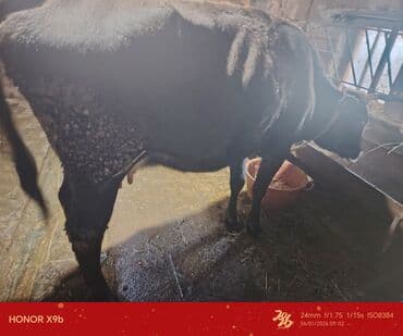 Inəklər, öküzlər: Qısır kök inəy satılır. - Cins: qarışıq yerli südlük tip. - Rəng — 1