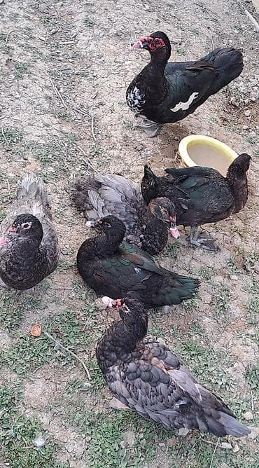 südü ineyler: Erkək, Ətlik, Pulsuz çatdırılma — 9