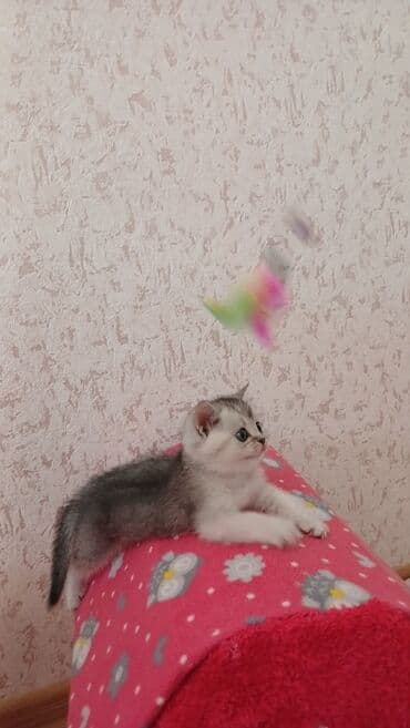 pişik sahiblendirme: Şinşilla, Erkək, Dişi, Yaxşı əllərə, Pulsuz çatdırılma — 6