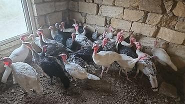 Unvan Gilezi 2ay yarimliq ag kanada sortu hinduskalar 27 ededir bir — 2