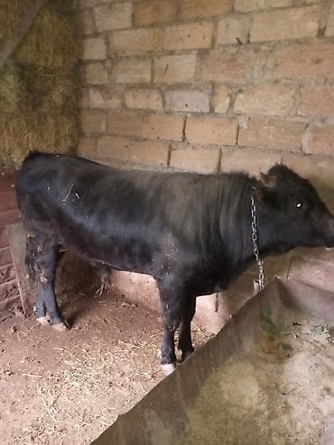 Qara rəngli erkək dananın satışı - Növ: yerli mal-qara, erkək dana -