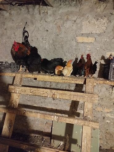 Ördəklər: Toyuq, Damazlıq — 1