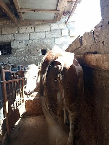 ucuz danalar: 3 baş dişi duyə satılır ünvan Zığ kəndi real alıcıya endirim olacaq — 4