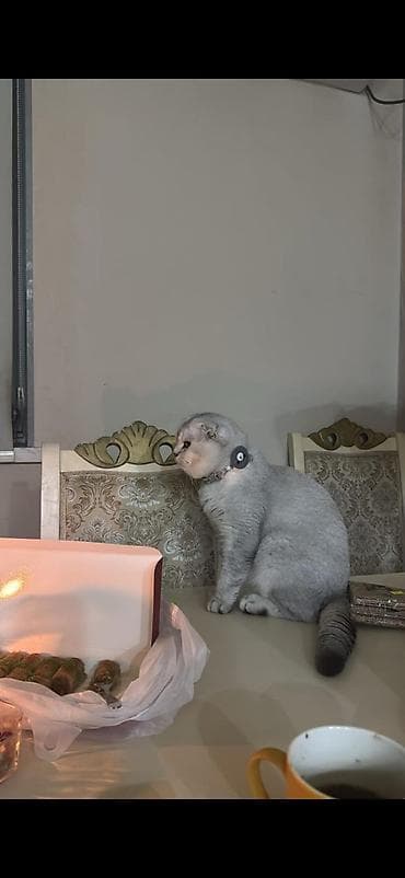 boz pişik: Şotland yastı qulaq — 3