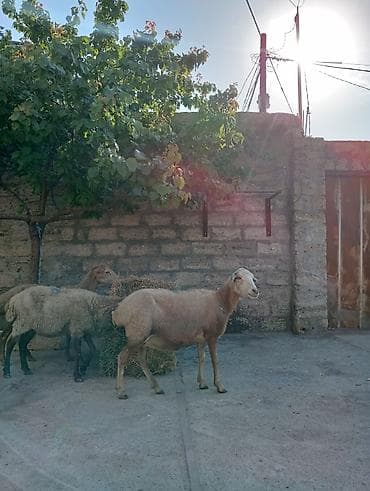 ruletka cat: Dişi, il: 2, 55 kq, Damazlıq, Pulsuz çatdırılma — 1