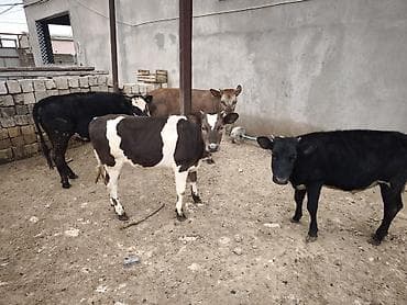 südlük inek satilir: Dana, buzov, Dişi, Holsteyn, Simental, ay: 1, Damazlıq, Südlük, Ünvandan götürmə, Ödənişli çatdırılma — 10