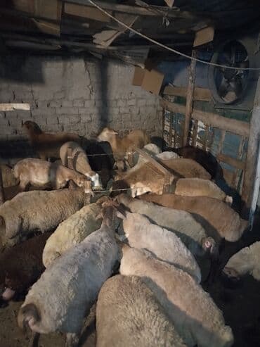 qurbanliq qoc: Erkək, il: 1, 1 kq, Ətlik — 1