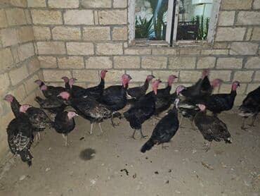 lal ordek haqqinda melumat: Hinduşka Cəmi 22 ədəddir. 9 u 6 aylıq yerli sortdur çəkisi 3-5 kg — 1