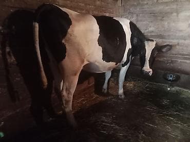 balali inək: Temiz cins inekler satilir 2 ci qarina 8 ay boqazdilar! — 1