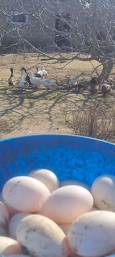 ordek satisi: Ördək yumurtası mayalı 35 eded var — 4