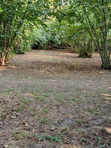 findiq ləpəsi: Salam bağ Qəbələ rayon Nic qəsəbəsində dir bağ 67 sotdan ibarətdir 170 — 2