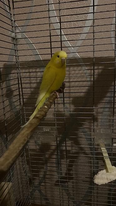 Yuva as bala al hazır cüt quşlar satılır hal hazırda istirahət