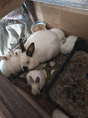 balaca cucə: Kaliforniya sortu balalar 10 Azn — 1