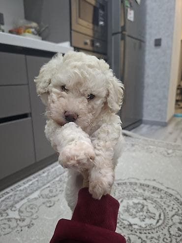 itlerin sekisi: Pudel, Dişi — 9