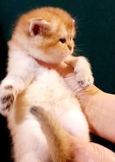 Britan, Erkək, Dişi, Yaxşı əllərə, Ünvandan götürmə