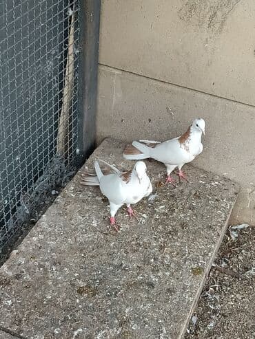 Gəmiricilər: Təmiz çılpaq hündür quşlardır — 2