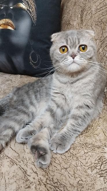 pişik cutleşdirme: Şotland, Dişi — 2