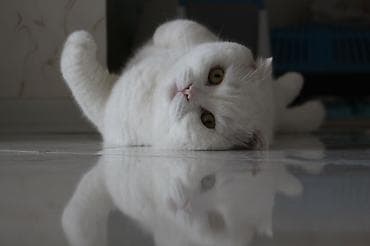 ucuz pisikler: Şotland, Dişi, Yaxşı əllərə, Ünvandan götürmə — 9