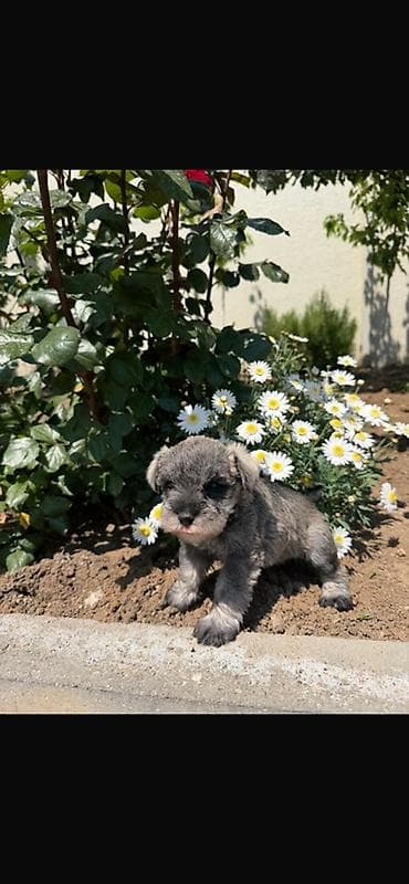 İtlər: 1 ay, Sənədli — 4