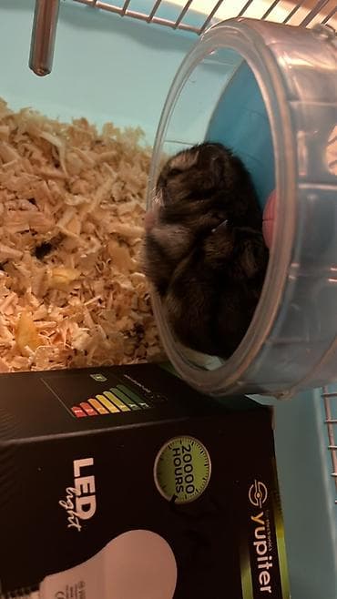 большая клетка для кролика: Cütlük xırda gəmirici – hamsterlər (qara-boz rəng çalarları). - — 3