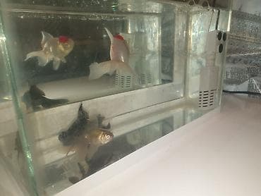 akvarium işığı: Salam Akvarium ölçüleri 35 uzunlug 15 en 25 hundurluk.akvariumun — 2