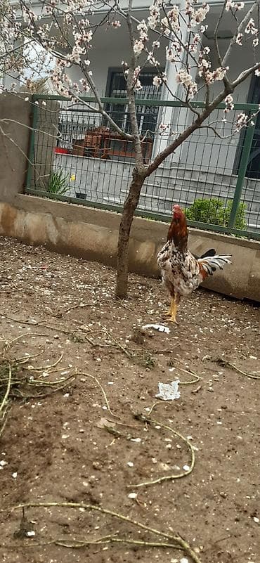 xoruz gence: Salam, ozum boyutduyum tam saglam heyvanlardi xoruz satilir 9 — 5