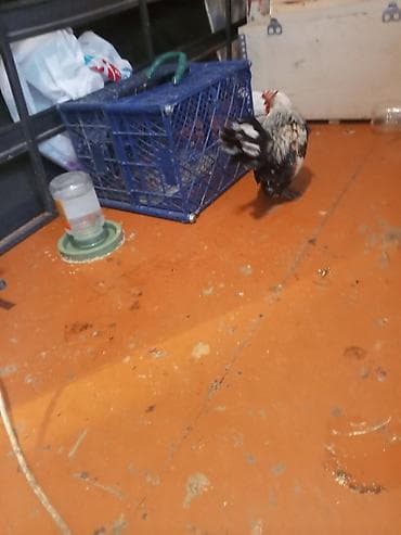 Toyuq, Damazlıq — 3