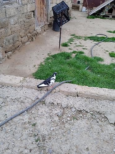 Птицы: Kövən balalardı əsl üçurtmaqüçün biri 5 manatdır — 4