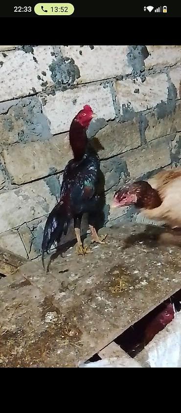 Satılır: Uzunboyun, yığcam gövdəli, sərt ayaqlı xoruz (oyun tipli). -