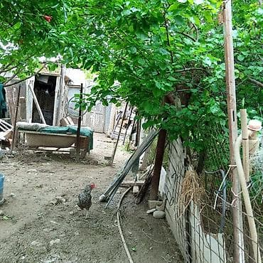 yaşma bağları torpaq: Kənd təsərrüfatı — 4