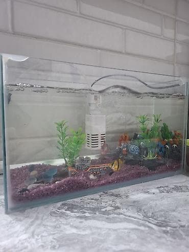 akvarium balaca: Şüşə akvarium dəsti - Şəffaf şüşədən akvarium (kompakt ölçülü — 1
