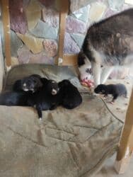 Gəmiricilər: Xaski, Erkek — 5