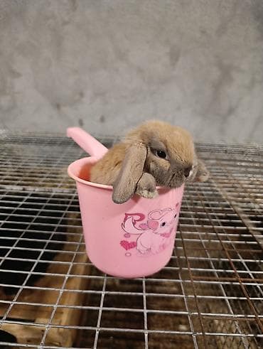 Кролики: Mini Lop dekorativ dovşan balaları - Cins: Mini Lop (aşağı sallanan — 9