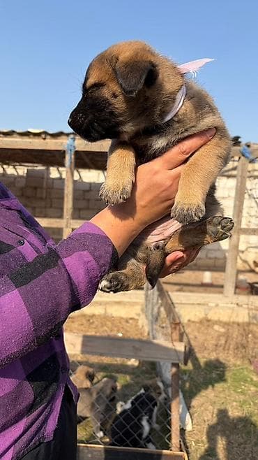 İtlər: Balaca it balaları – gözəl rəng çalarları və möhkəm bədən quruluşu — 4