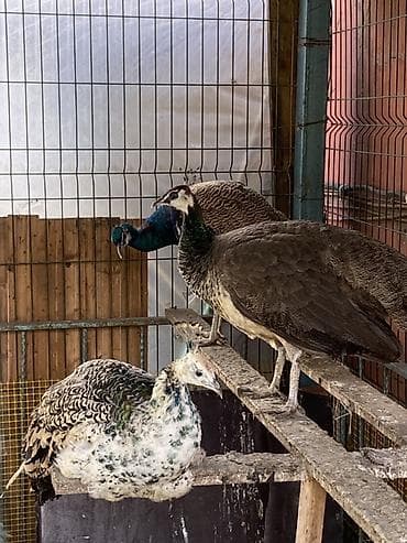 tetra quşu: Cütü 400AZN.1-yaş yarım — 2