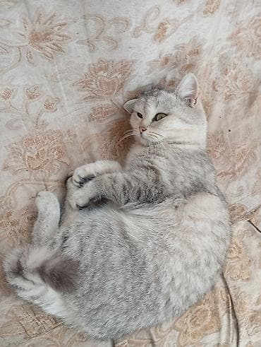 ev pisik: Şotland, Dişi — 4