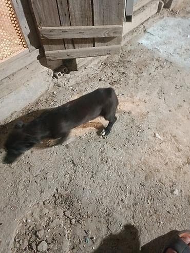 chappi it yemi: Zvanok satilir anadan gelme quyruqsuzdu.vacapla elaqeBalaca it balası — 7
