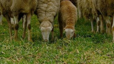 Akvariumlar: Qoyun və quzu sürüsü 50 baş yani balali qoyun Satılır Fikri ciddi — 1