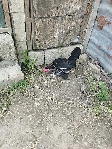 xırda buynuzlu heyvanlar: 4 aylıq yaponka beçə satılır.obirsi xoruzlar vurub bir gözün əzib bir — 5