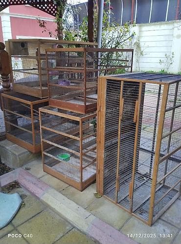 qus dami: Qəfəslər — 1