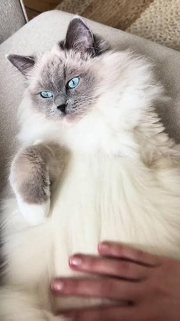 Britan, Dişi lalafo.az -da Britan, Dişi