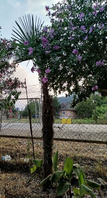 həyət qapilari: Həyət və bağ sahələri üçün palma ağacı. Həyətinizə təbiilik və — 1