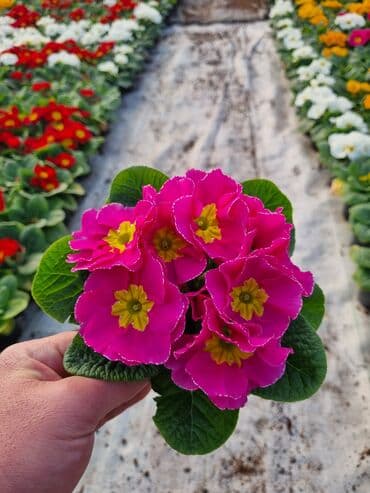 qızıl gül buketi: Gullerin satişi — 27